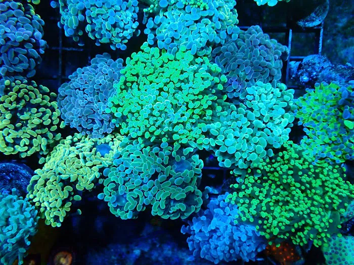 Drysdale Aquarium Inc Picture 5