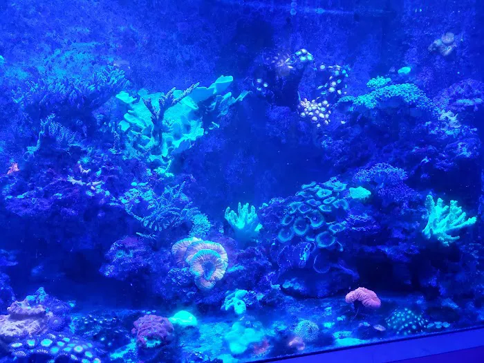 Drysdale Aquarium Inc Picture 6