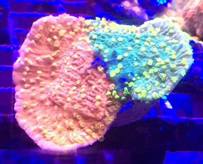 Drysdale Aquarium Inc Picture 8
