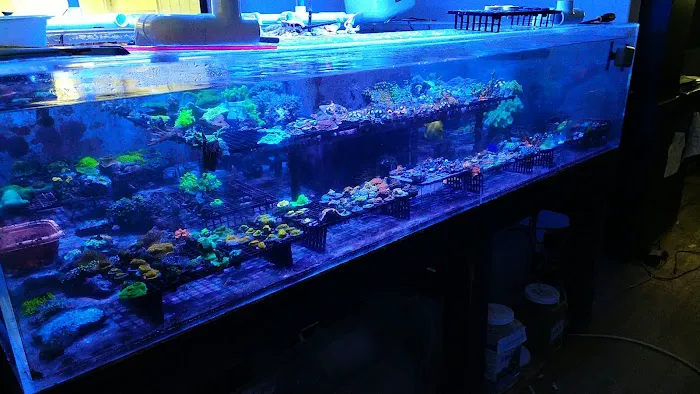 Drysdale Aquarium Inc Picture 9