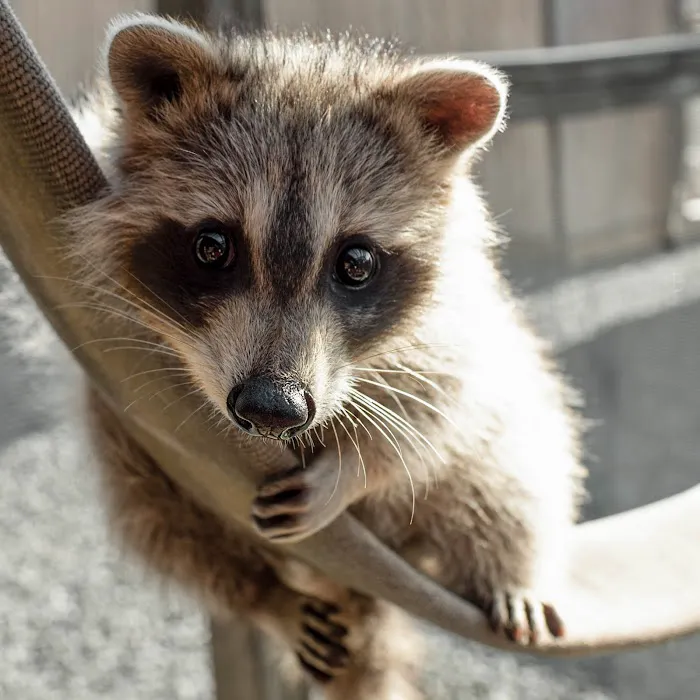 Wildlife Center Friends Picture 3