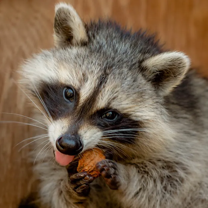 Wildlife Center Friends Picture 6