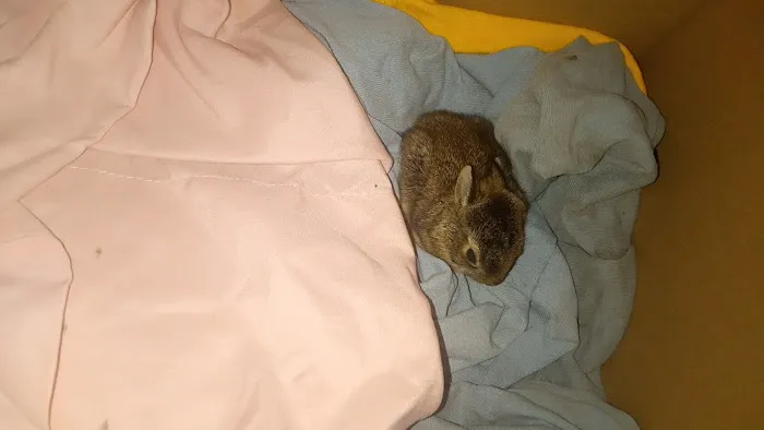 Wildlife Center Friends Picture 7