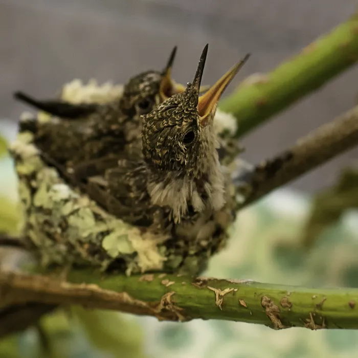 Wildlife Center Friends Picture 9