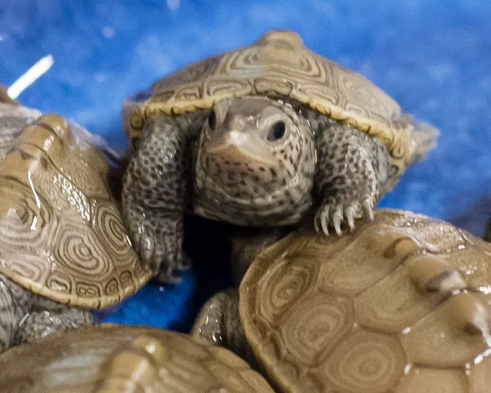 Wildlife Center Friends Picture 8