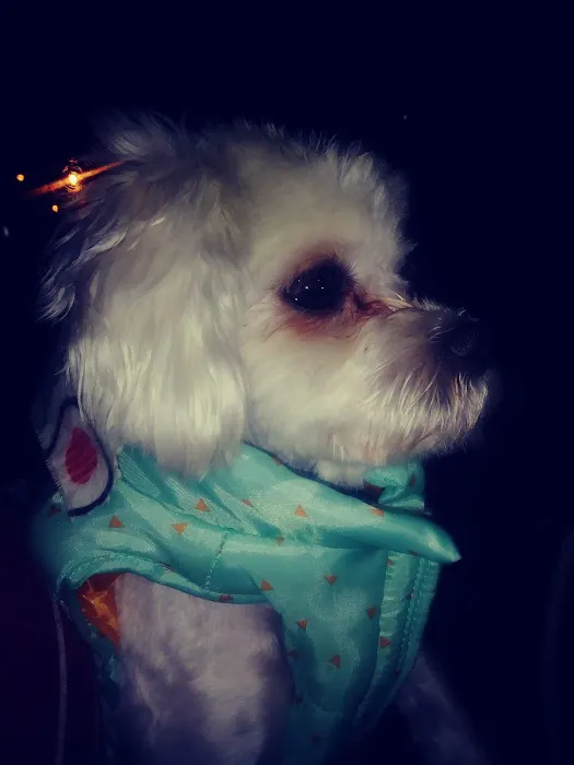 Trenton Veterinary Hospital Picture 8