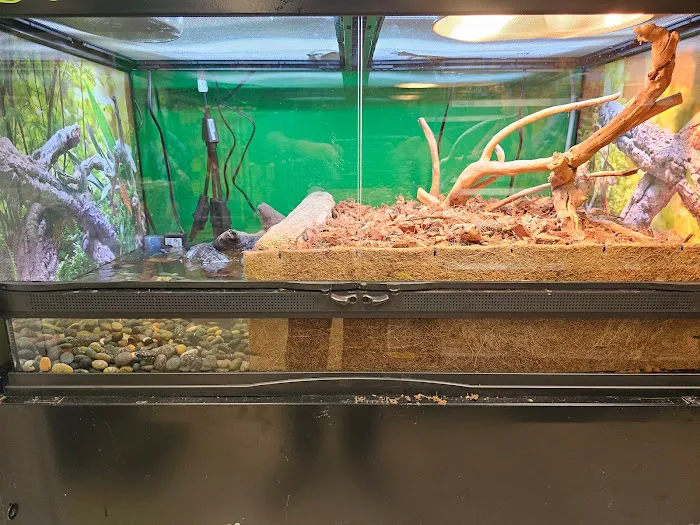 Artistic Reptiles Picture 3