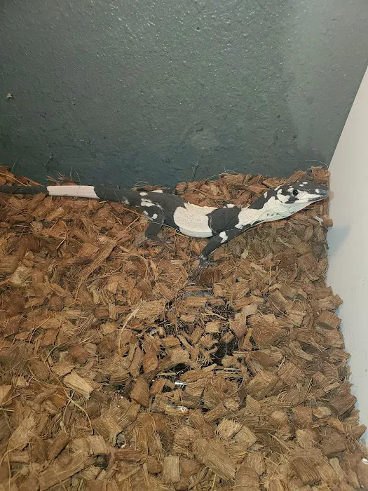 Artistic Reptiles Picture 2