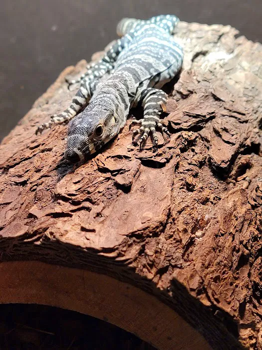 Artistic Reptiles Picture 5
