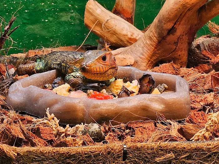 Artistic Reptiles Picture 8
