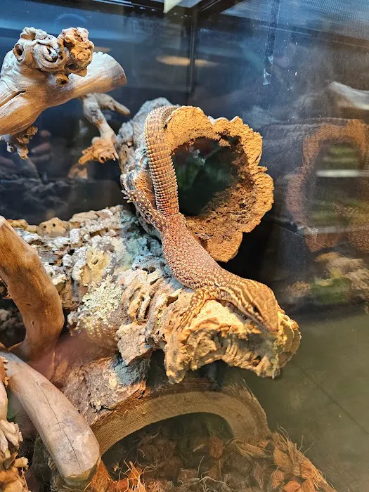 Artistic Reptiles Picture 10