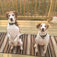 Washington Animal Hospital ico