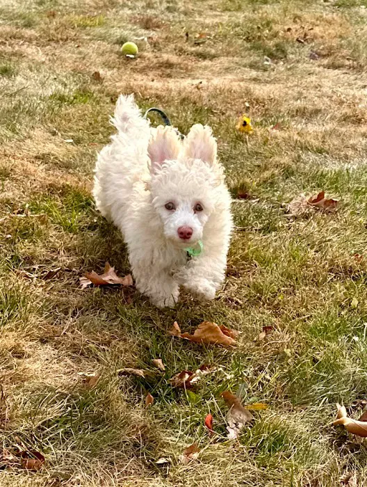 Washington Animal Hospital Picture 4