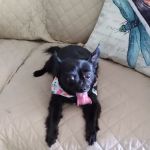 Pet Supplies Plus Zephyrhills