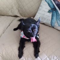 Pet Supplies Plus Zephyrhills ico