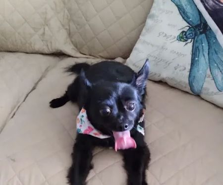 Pet Supplies Plus Zephyrhills