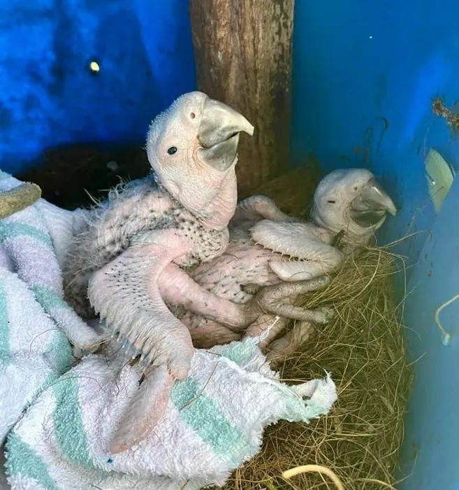 Just winging it zhills Picture 3