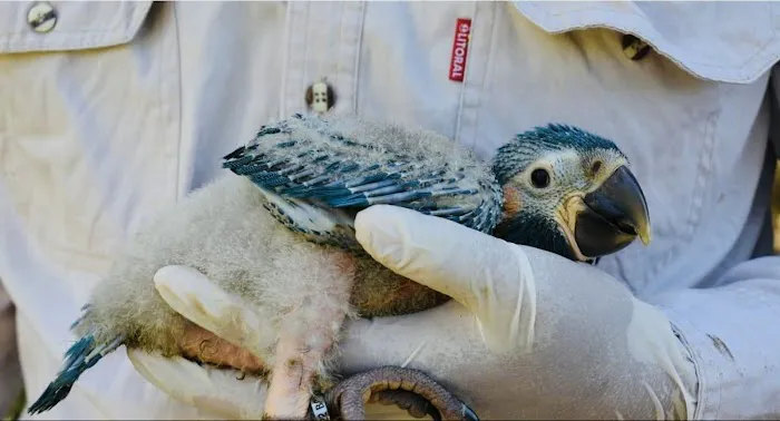 Just winging it zhills Picture 2