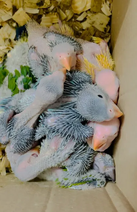 Just winging it zhills Picture 4