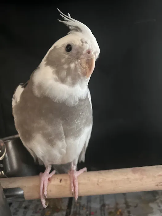 Just winging it zhills Picture 6