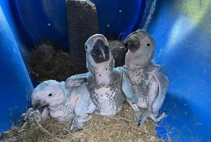 Just winging it zhills Picture 8