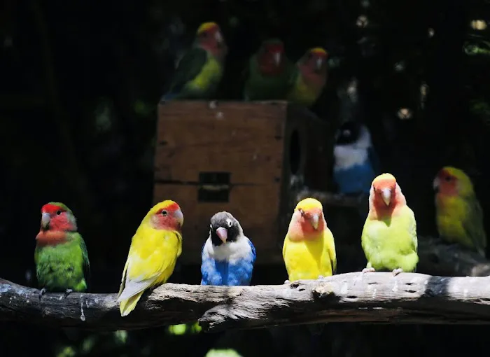 Just winging it zhills Picture 7