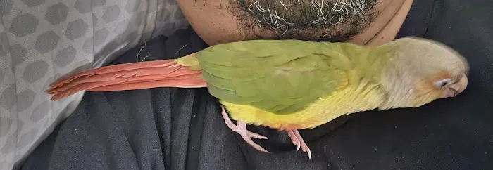 Just winging it zhills Picture 5