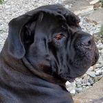 Pleasant Valley Veterinary Services