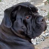 Pleasant Valley Veterinary Services ico