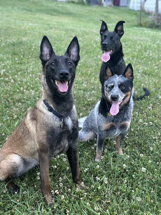 Pleasant Valley Veterinary Services Picture 2