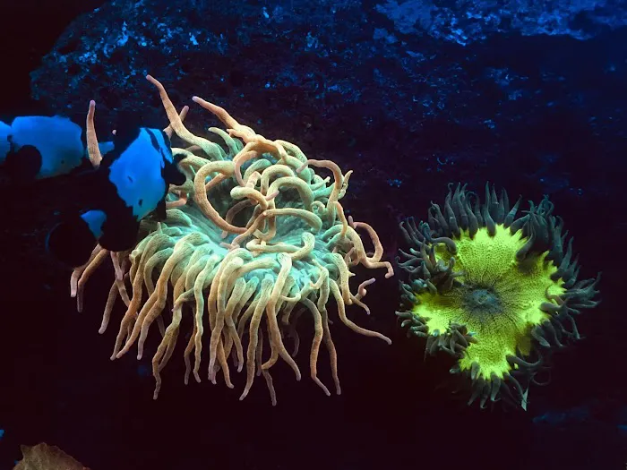 Reefocused, LLC Picture 1