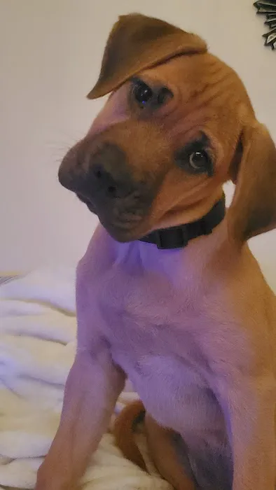 Animal Health Center Picture 6