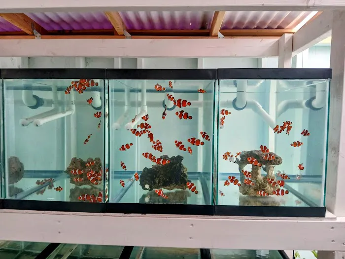 Mike Dudley Clownfish Picture 1