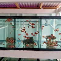 Mike Dudley Clownfish ico