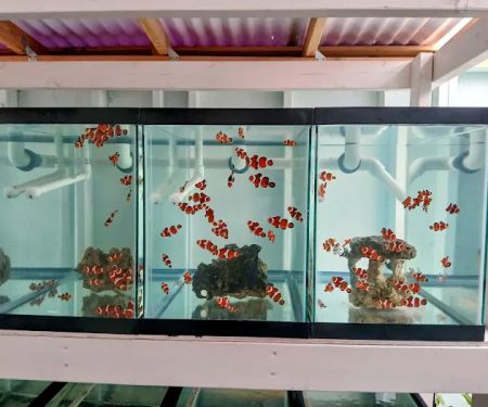 Mike Dudley Clownfish