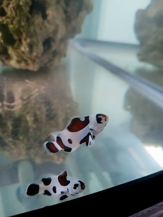 Mike Dudley Clownfish Picture 2