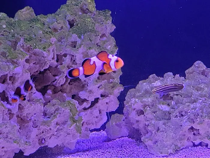 Mike Dudley Clownfish Picture 4