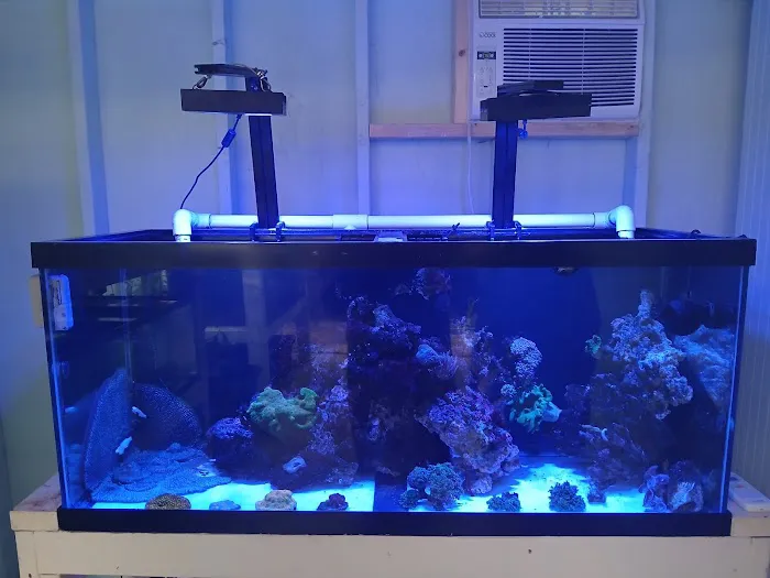 Mike Dudley Clownfish Picture 6