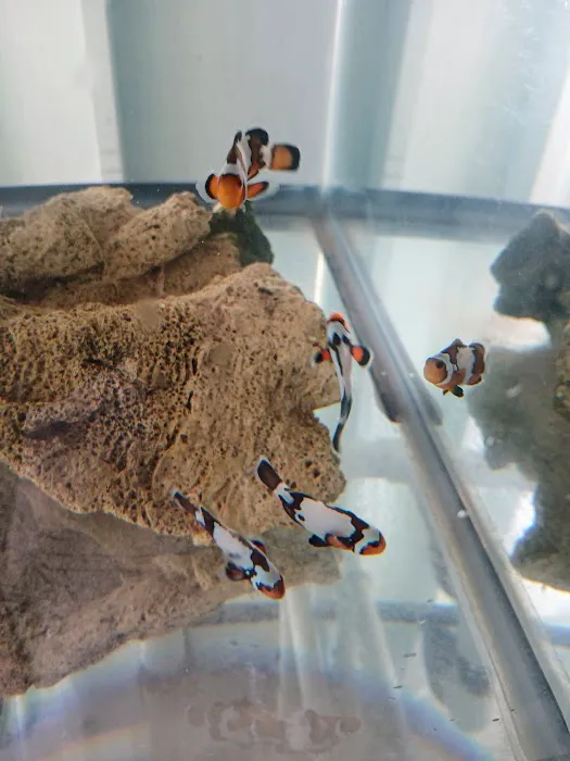Mike Dudley Clownfish Picture 9