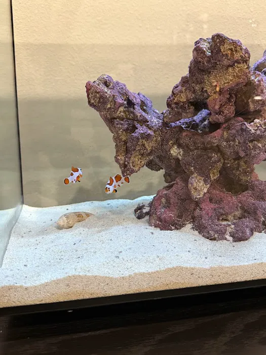 Mike Dudley Clownfish Picture 7