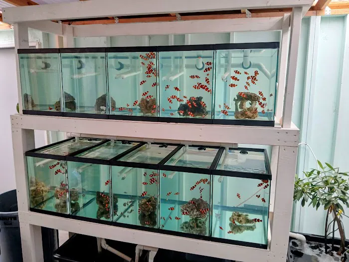 Mike Dudley Clownfish Picture 10