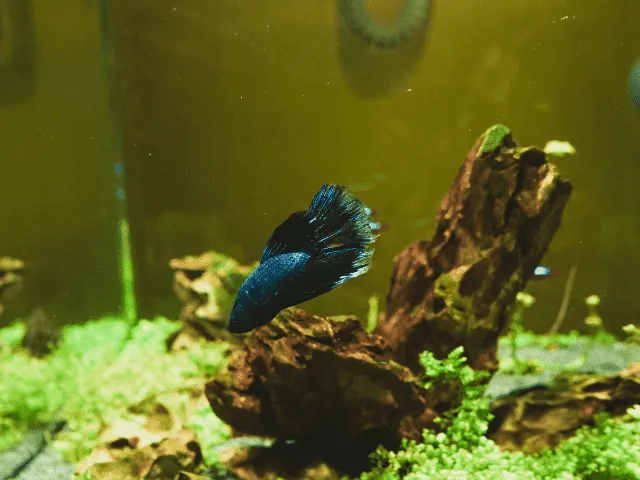 Japanese Fighting Fish Picture 2