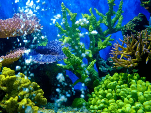 Japanese Fighting Fish Picture 3