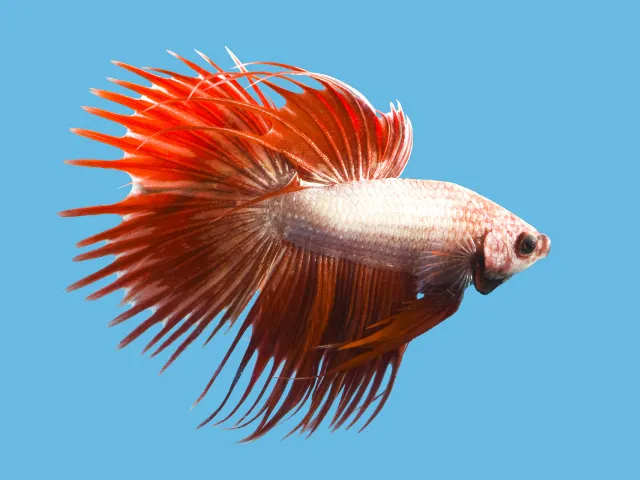 Japanese Fighting Fish Picture 1