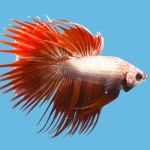 Japanese Fighting Fish