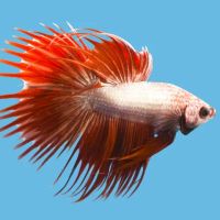 Japanese Fighting Fish ico