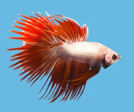 Japanese Fighting Fish