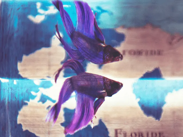 Japanese Fighting Fish Picture 5