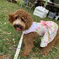 Boujee Pet Boutique ico