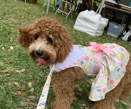 Boujee Pet Boutique